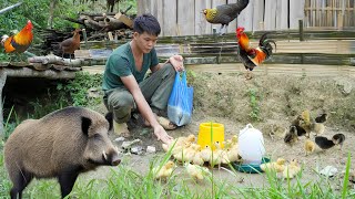 living alone in the wild, buying ducklings with money from selling giant python and wild porcupine