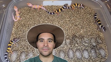 MORE Leopard gecko BABIES + SETUP in 2023!