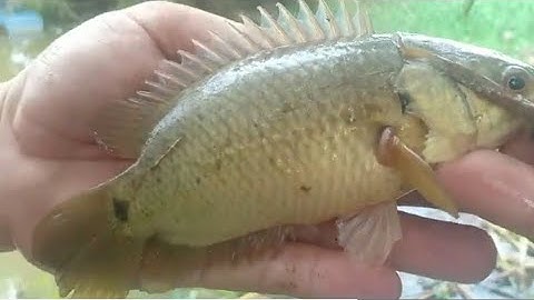 Câu cá thác lác khu vực kênh 7 thướt tiếp nha ae#chiến câu cá đồng