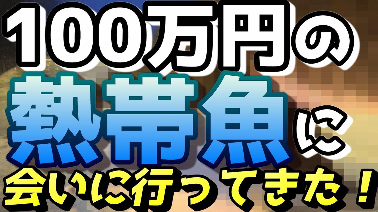 ネオケラ 90センチ　買い取り魚　早いもの勝ち12万 I met a tropical fish worth 1 million yen! Aquarium Monster Fish