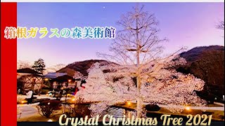 【箱根ガラスの森美術館✨】クリスタルガラスがキラキラ輝くツリーとライトアップ