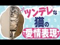 【見逃してない？？】不器用な猫の控えめな愛情表現"6選"｜猫の仕草｜【保護猫】