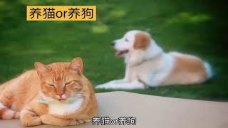 养猫养狗犹豫什么优缺点帮你做决定