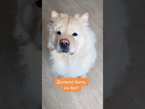 Разница между собакой и кошкой😂 #shorts #Shorts #pet #cat #dog #Funny #tiktok