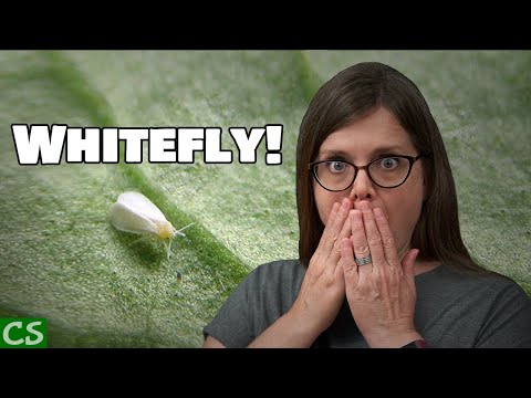 Videó: Whitefly A Beltéri Növényeken (23 Fotó): Hogyan Lehet Megszabadulni A Fehér Keszegről A Virágokon Otthon?