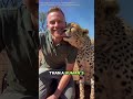 Why Don’t Cheetahs Bite People? #animals #wildlife #animalfacts #cheetah