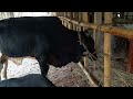 American Ranchers Raise 30 1 Million Beef Cattle This Way American Cow Farm Caw Farm 