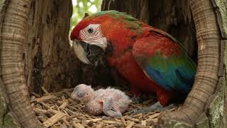 The Secret Life of Macaw Parrots | Amazing Wildlife Documentary