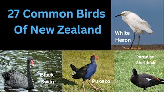 27 Common Birds Of New - Zealand by ZooLogix  478 views 7 months ago 5 minutes, 50 seconds