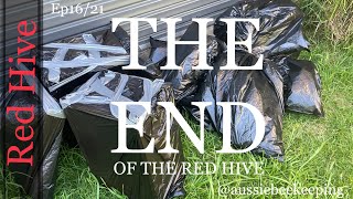 How to Kill Bees  - The End of The Red Hive - Another American Foul Brood Detection - 21st Oct 2021