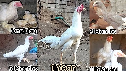 Heera Aseel Chick Growth 1 day to 1 Year Full Process | Day by Day Growth  @QualityAseel
