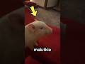 Kawiarnia świnek 🐷
