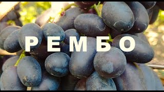 Виноград Рембо