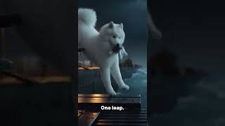 White Fluffy Dog Saves Kitten in a Storm #rabbitrescue #animals #pet  #nature#animalrescue #nature