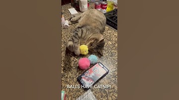 Catnip High #cats #catlovers #lolcats #funnycats #catsofyoutube #alex #reels #reelsviral #catnip