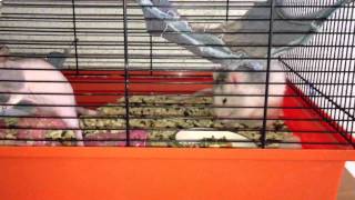 Stealing Rats Kradnuce Potkany