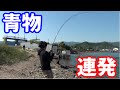 #4 佐賀～東京釣りの旅　四国でカンパチ爆釣！！