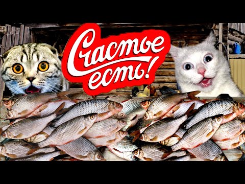Случаи на рыбалке //ПРИКОЛЫ НА РЫБАЛКЕ 2021//ТРОФЕЙНАЯ РЫБАЛКА//приколы на воде//Я РЖАЛ ДО СЛЁЗ//