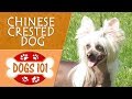 Dogs 101 - CHINESE CRESTED DOG - Top Dog Facts About the CHINESE CRESTED DOG
