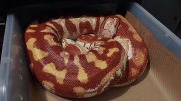The Best Albino Morph Around. Albino Blood Pythons!🔥🔥🔥