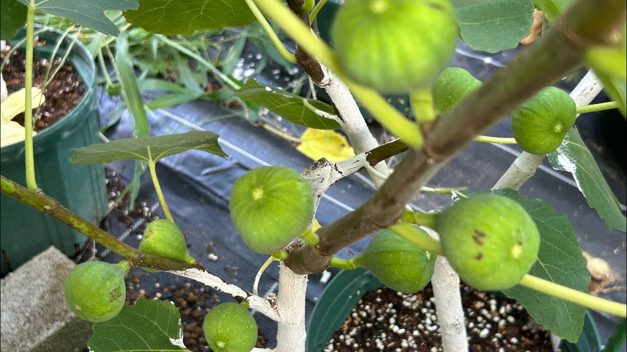 【イチジク】　2025年8月のイチジクの様子と、8月以降の肥料の選び方です。実が大きくなってきました。