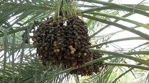 Quel est l'arbre qui donne des dattes ?