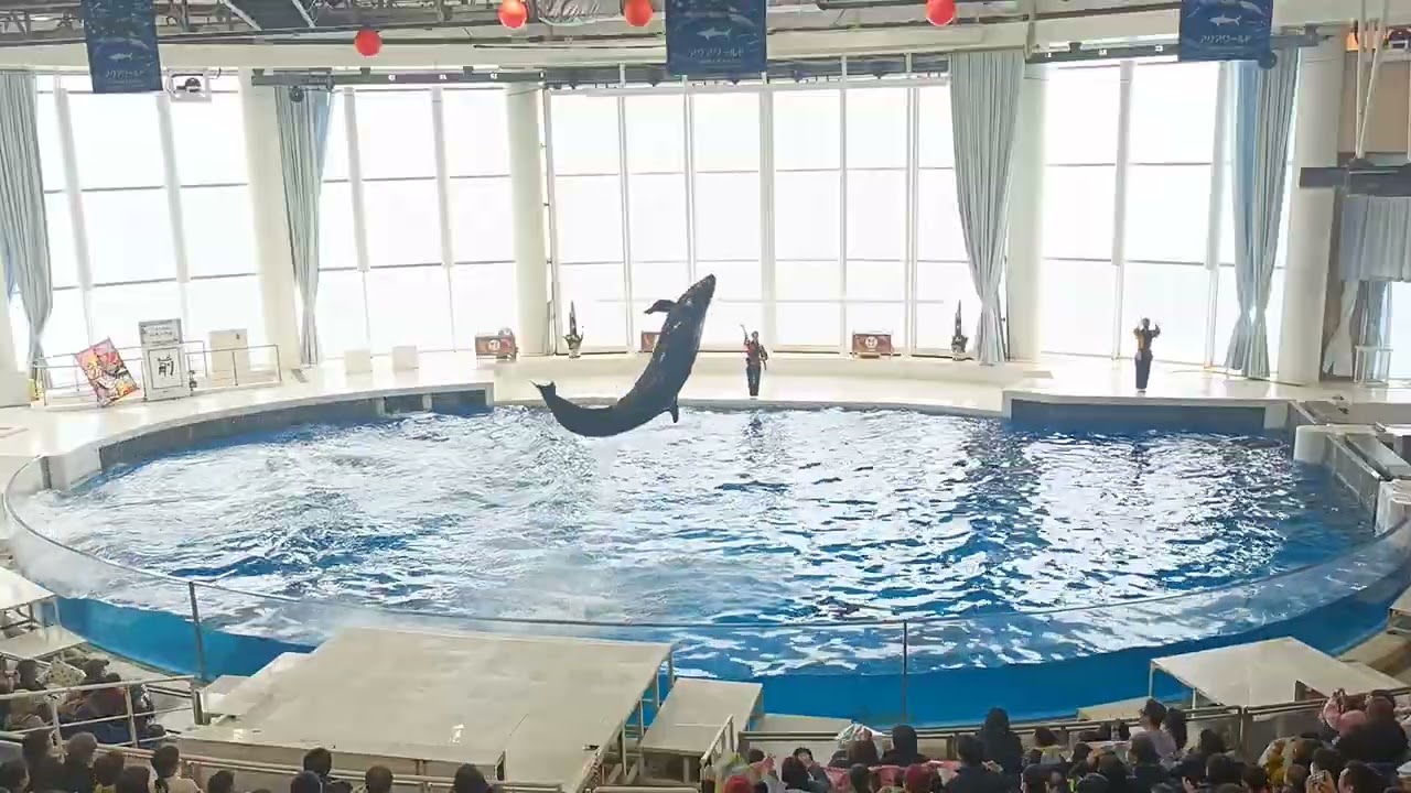 アクアワールド茨城県大洗水族館　イルカ・アシカ　オーシャンライブ　2026.01.11　