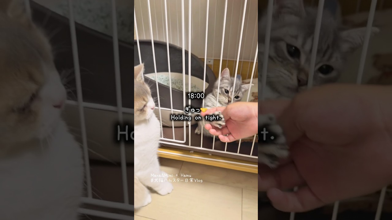 可愛い子猫が遊びに来た日🐾 ミミが静かに見守っていました | A tiny