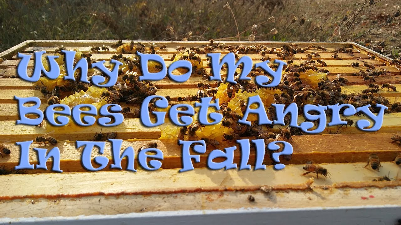Why Do My Bees Get Angry In The Fall? - YouTube