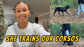 ✨The Girl Who Trains Our Cane Corsos ✨| Twelve Titans Kennels