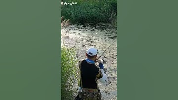 Câu Cá Lóc Miền Bắc 🐟🐟 Video Câu Cá Hay Nhất #Shorts