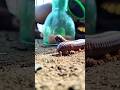 Be quiet and watch! This Tarzan can make centipedes obey him #shorts #millipede #shortsvideo
