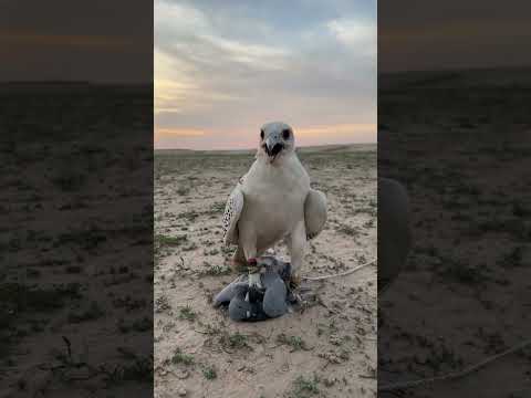 صباح الخير مقناص صقور الدبدبه لاتنسوا الاشتراك في القناة وتفعيل الجرس