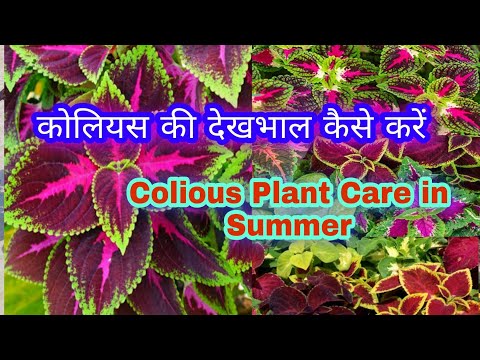 कोलियस की देखभाल कैसे करें || Colious Plant Care in Summer || @DeshiVatikA