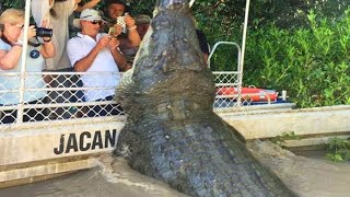 Crocodile Surprises Tourists, But Then They Discover The Sad Reason