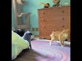 Dragon Cat #funny #funnyanimal #funnycat #catvideos #funnycatvideos