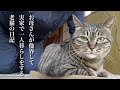 実家で一人暮らしをする猫（ミコ）が他界したお母さんと暮らしていた時の映像を公開！