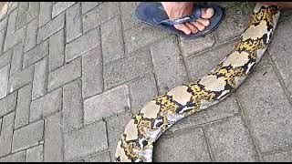 Ular Python Sanca Kembang atau Sanca Batik ada yang sebut Sanca Timur Laut Warna Kuning Coklat 4 Mtr