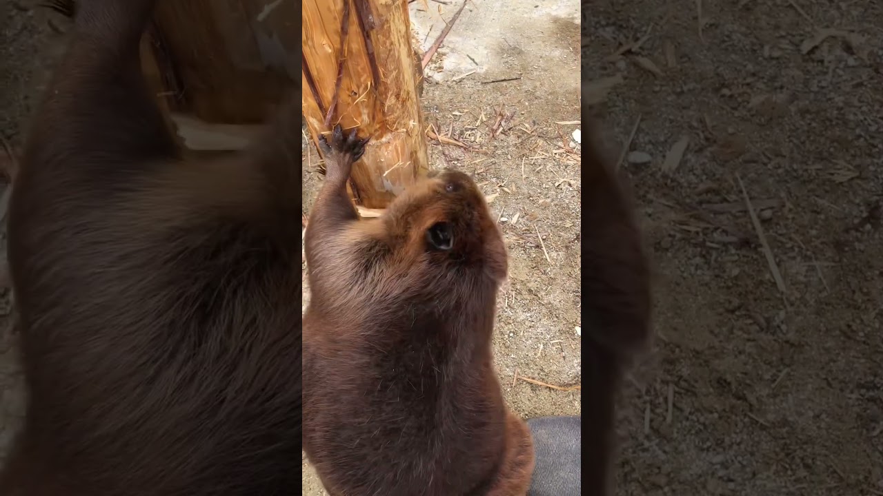 💫🦫Beaver chewing a tree trunk 