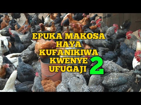 Video: Wanyama Wa Mifugo Wa Mjini Wakiona Kuku Zaidi Wa Wanyama