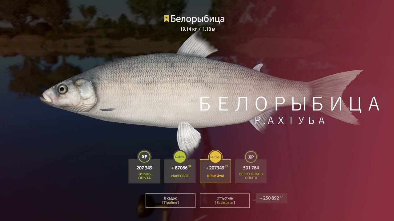 Белорыбица на волге