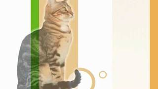 Royal Canin Satiety Support Weight Management
