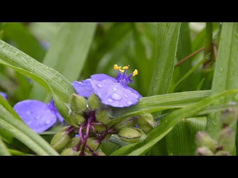 וִידֵאוֹ: Tradescantia (38 תמונות): טיפול בפרח מקורה בבית. איך נראים Tradescantia Virginiana ו- Tradescantia רב צבעוניים? תיאור מיני צמחים אחרים