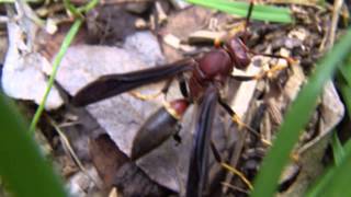 Paper wasp (polistes annularis). hagerman national wildlife refuge,
grayson county, texas. filmed with pentax option wg-2.