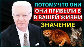 Кошки - не просто животные: раскройте секрет их присутствия - закон притяжения