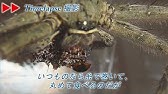 ゴキブリ飼育日記2 33 孵化直後 白いゴキブリ1 White Cockroach1 Immediately After Molting Youtube ゴキブリ飼育日記2 33 孵化直後 白いゴキブリ1 White Cockroach1 Immediately After Molting Youtube