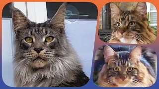🌟🐾 Top10 Week 9 - Maine Coon Showtime! Your Ranking of Shorts with Sherkan & Shippie! 🐾🌟 123 by Maine Coon Cats TV 172 views 2 months ago 3 minutes, 34 seconds