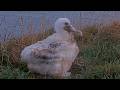 Big Stretch For Albatross Chick On Royal Cam | April 27, 2026