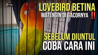 LOVEBIRD BETINA‼️OVER BIRAHI EMOSI PASTI BUNYI ⁉️