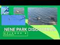 FanCoaster Nature - Nene Park Discoveries - Bye Bye Mallards